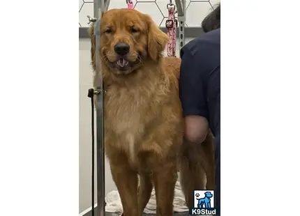 a golden retriever dog standing in a doorway